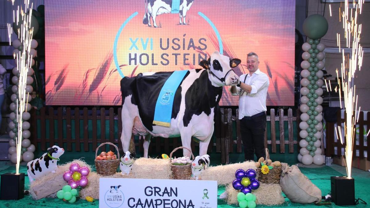 'Huerta Tobías Meridian Nerea', la vaca Gran Campeona de Los Pedroches 2024.