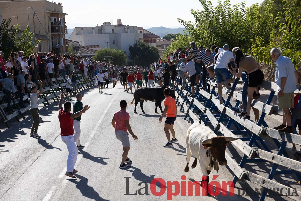 Tercer encierro Feria del Arroz en Calasparra