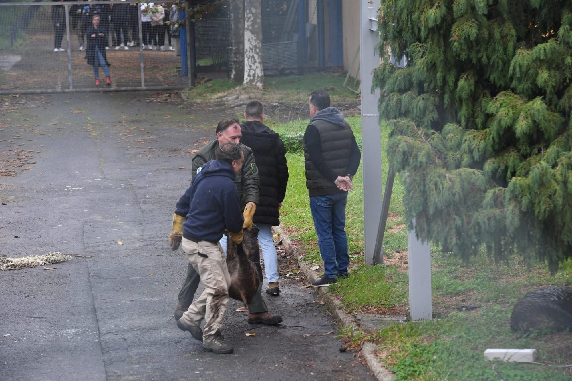 Cazados tres jabalíes en un instituto de A Coruña