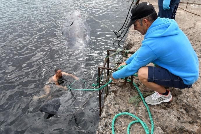 14/03/2019 TALIARTE. TELDE. Recogida del cachalote varado en la costa de Telde.   Fotografa: YAIZA SOCORRO.