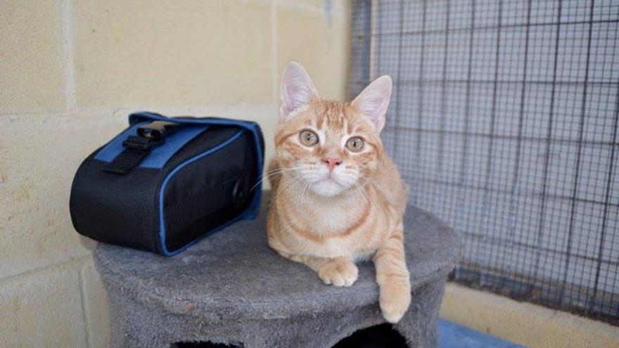 Imagen de Crispín, el pequeño gato positivo en leucemia que busca un hogar.