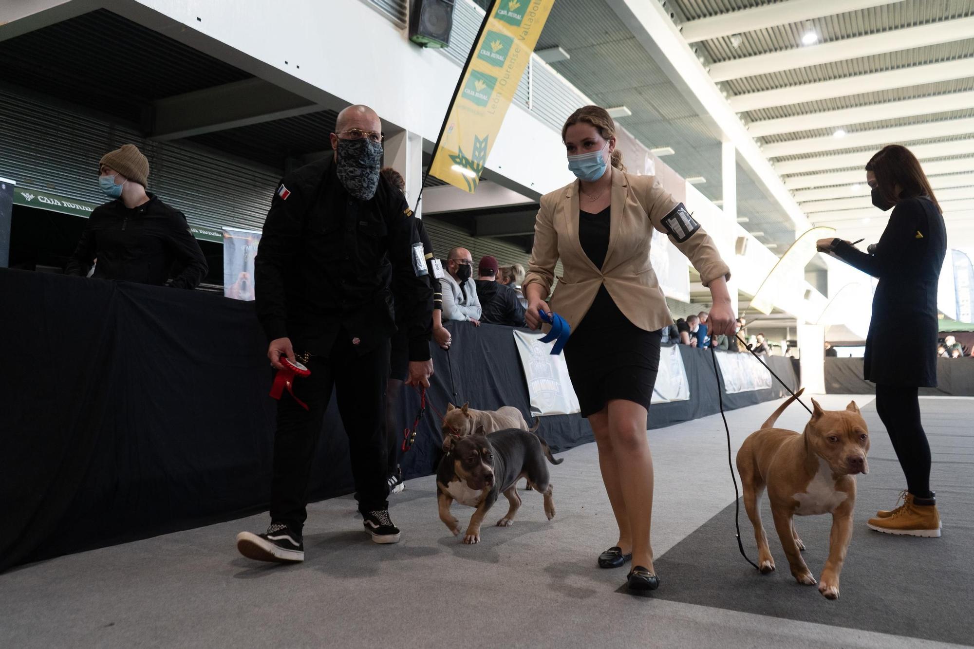 GALERÍA | Las mejores imágenes de perros