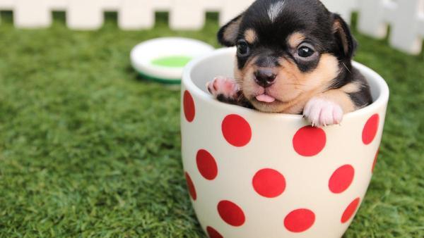 PERROS MINIATURA | Las 5 razas de perros pequeños más populares