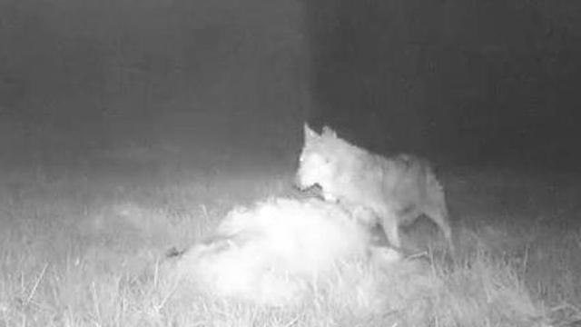 El lobo ante una presa. // Sergio Suárez Fernández