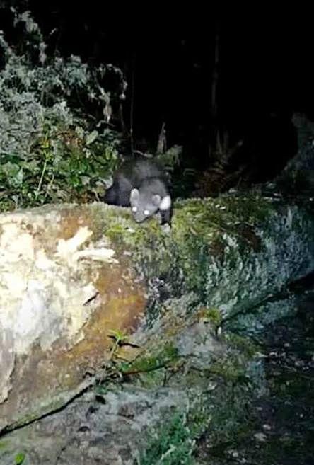 Especie grabada.