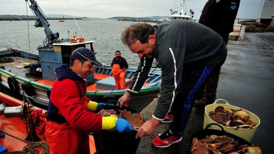 Un pescador deposita en el muelle las capturas de vieira de un día, en Tragove. // Iñaki Abella