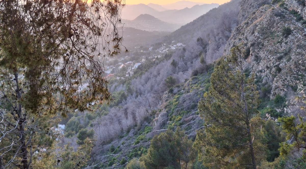 El Montgó con amplias zonas de pinos secos, en una imagen del mes pasado
