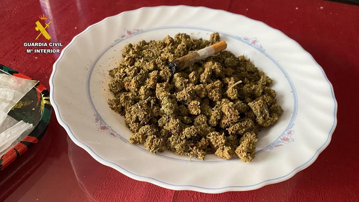 Cogollos de marihuana intervenidos en la operación antidroga de la Guardia Civil en Almodóvar del Río.
