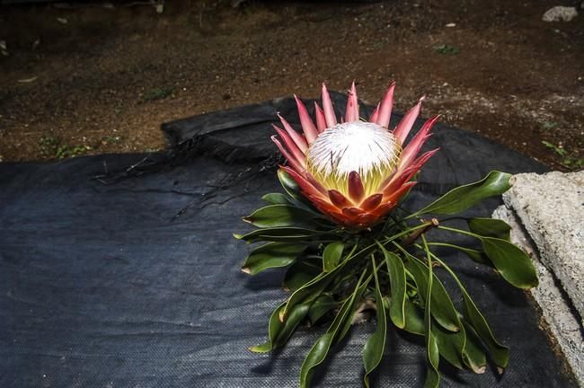 Plantación de proteas