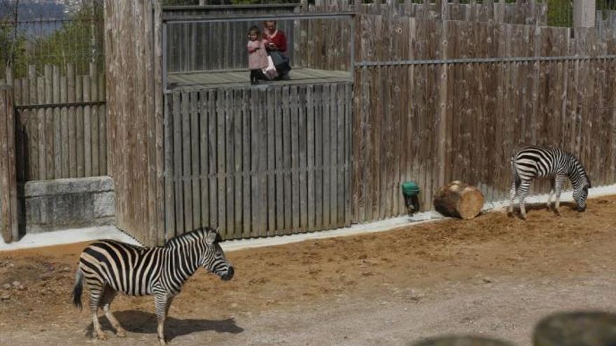 Cebras en el zoológico vigués.