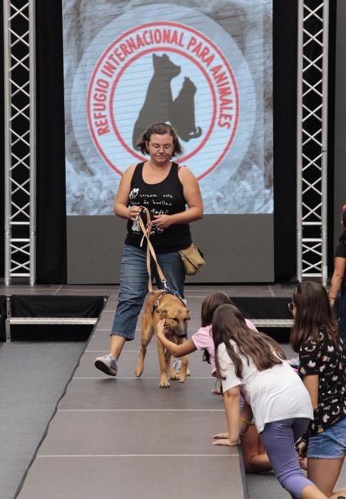 Pasarela de adopción de mascotas en Los Realejos