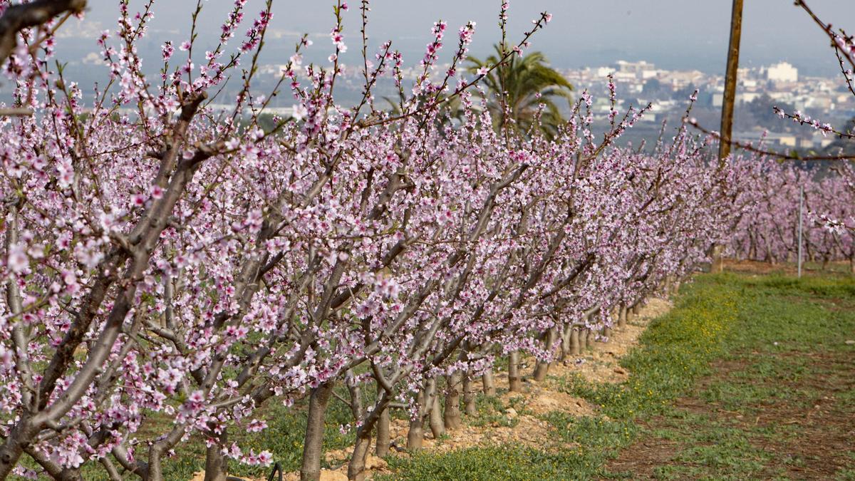 Los almendros en flor ya alegran los paisajes valencianos