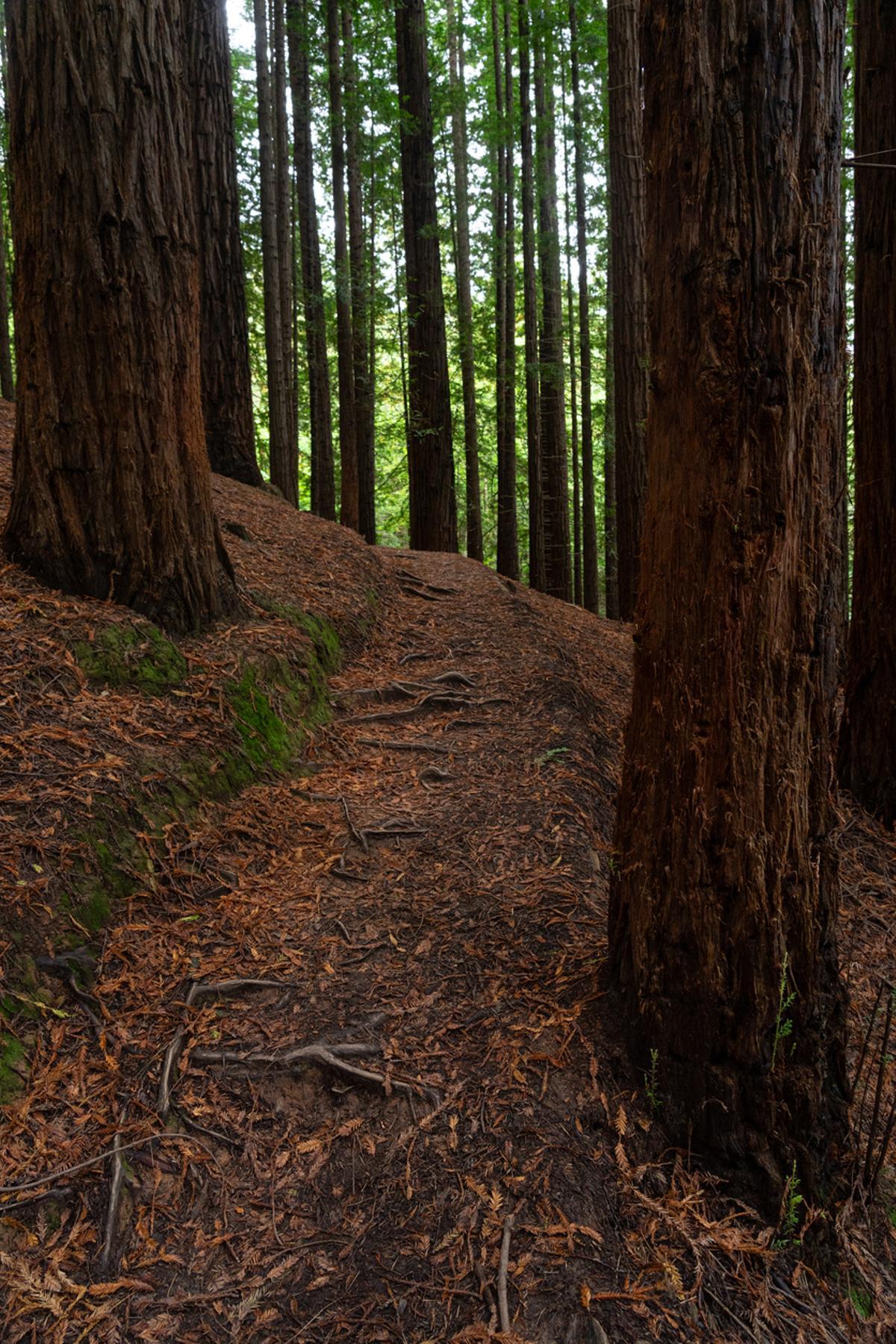 Bosque de secuoyas del Monte Cabezón en Cabezón de la Sal, Cantabria, España