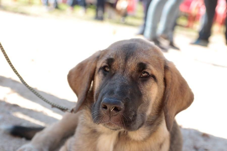 Concurso de perros en La Aldehuela