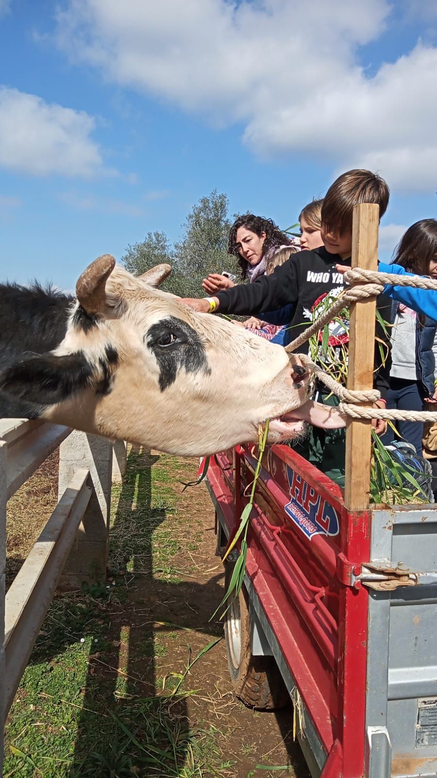 Auf dem Erlebnisbauernhof Fresopolis können die Besucher auch einen Stier bestaunen.