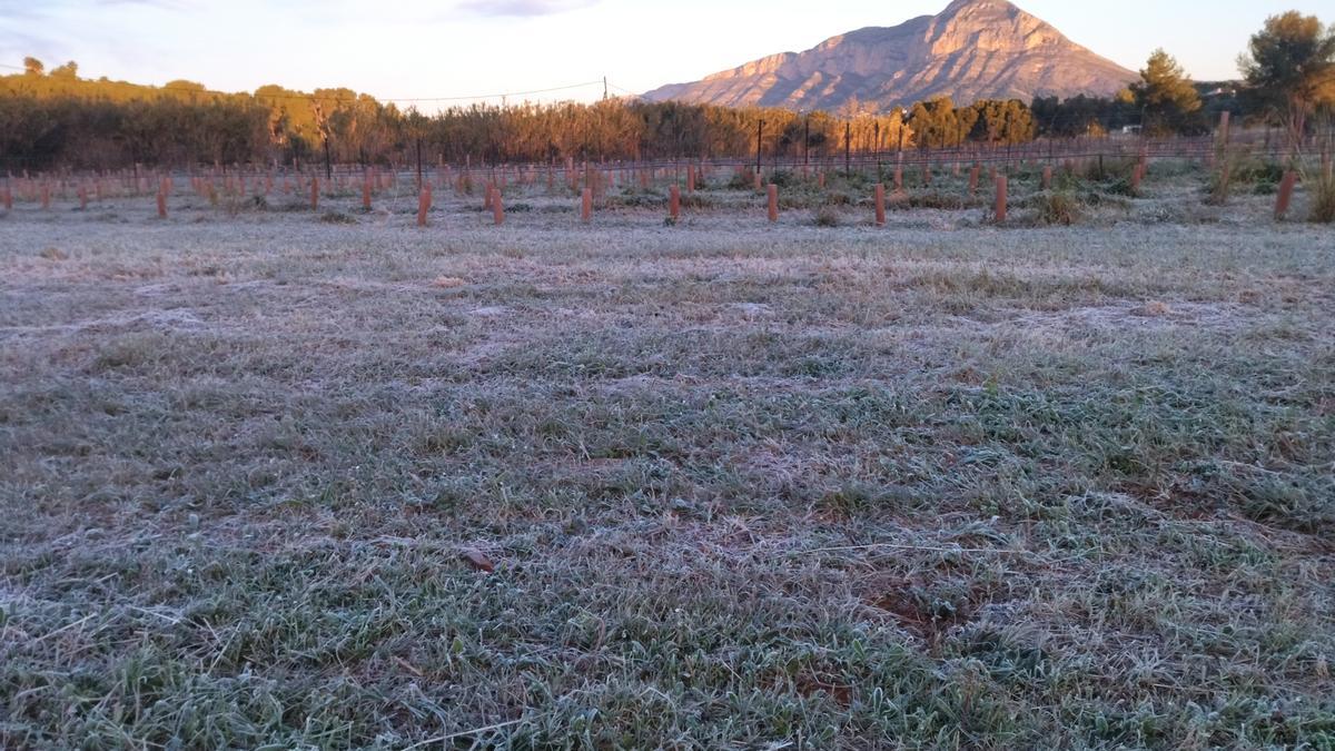 Camp cobert de rosada blanca de Lluca, amb el Montgó al fons