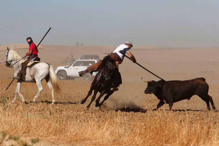 Encierro campero en Moraleja del Vino