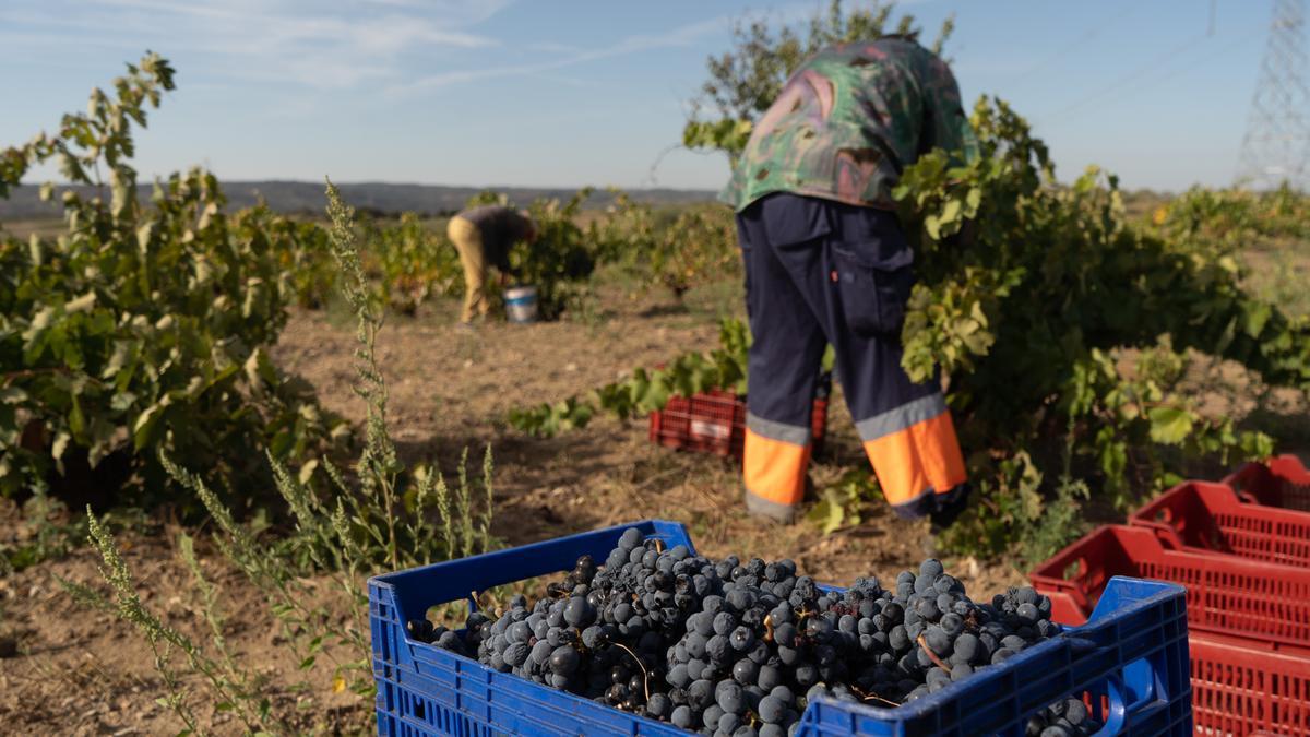 Vendimia en Arribes del Duero