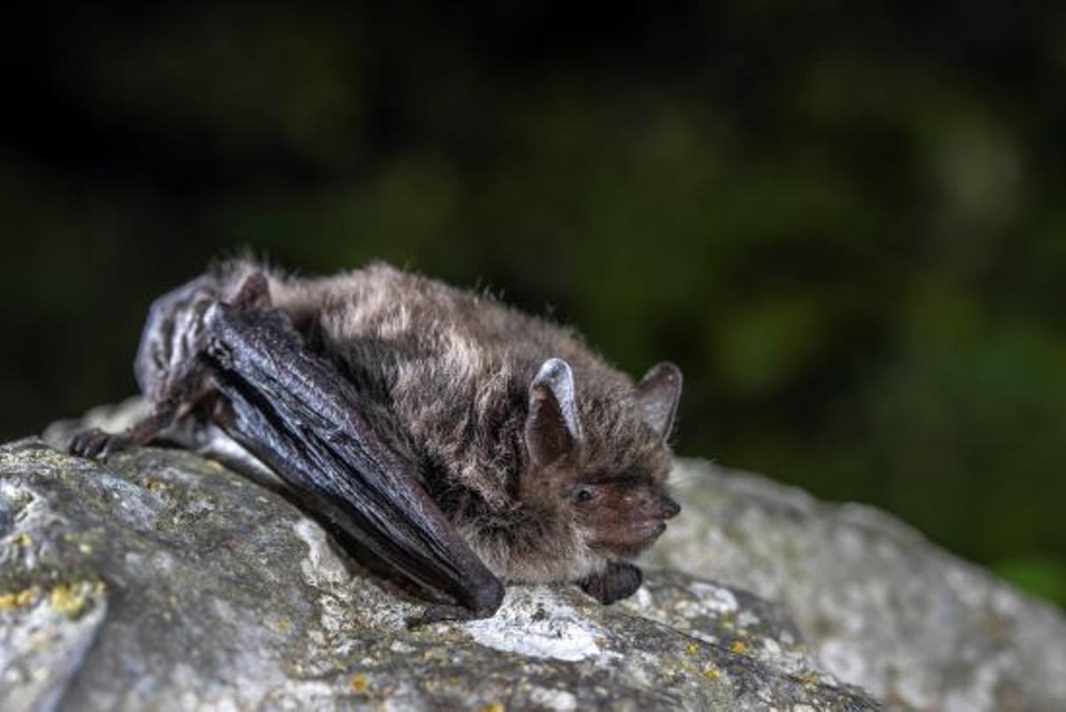 Murciélago ratero bigotudo pequeño