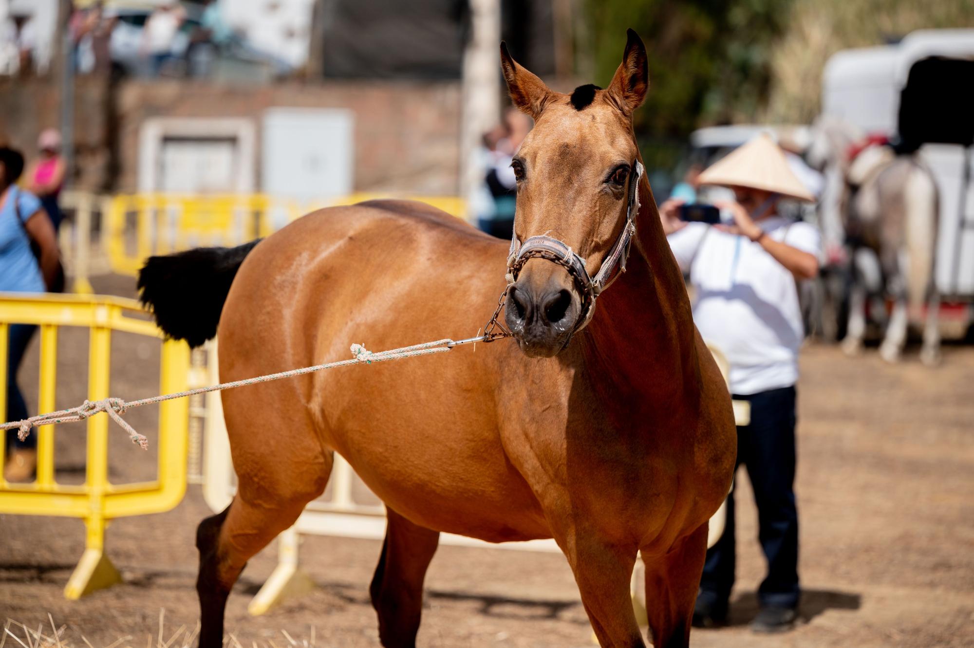 Fiesta de la Lana de Caideros