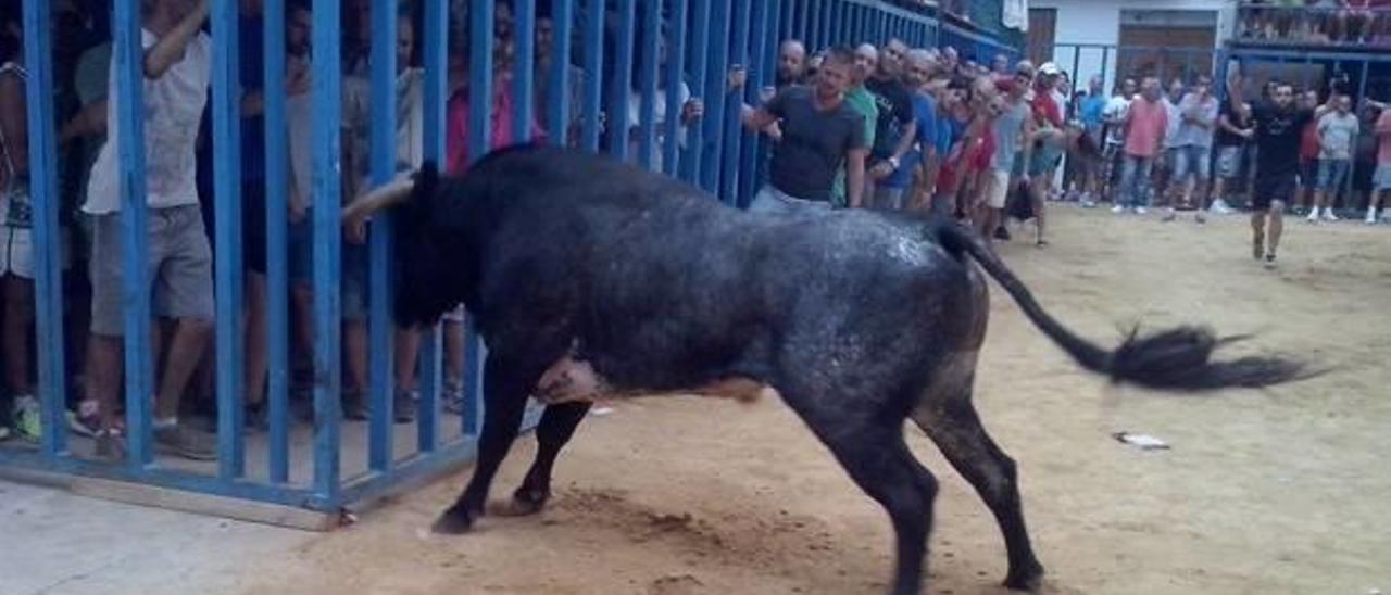 El alcalde de Petrés firmará el seguro de los «bous al carrer» contra su voluntad