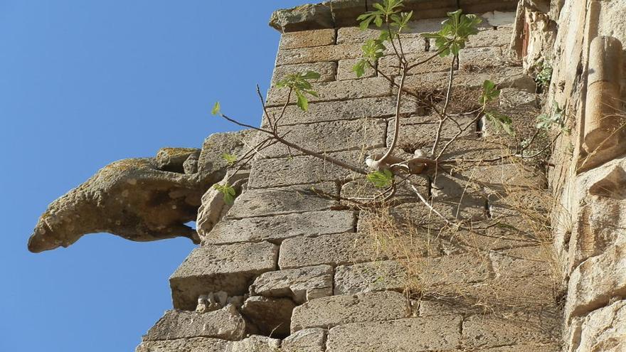 Les figueres que amenaçaven la gàrgola i un contrafort