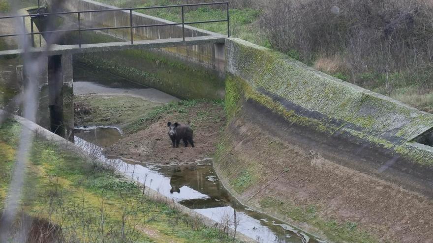 Zamora Viva y Ecologistas Zamora denuncian la “constante mortalidad” de fauna en los canales de riego de Toro