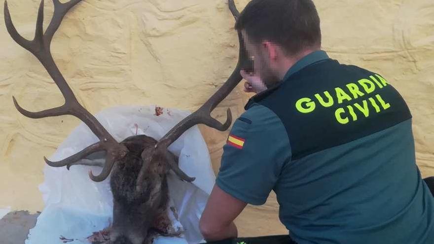 Una cabeza de ciervo intervenida por la Guardia Civil de Zamora.