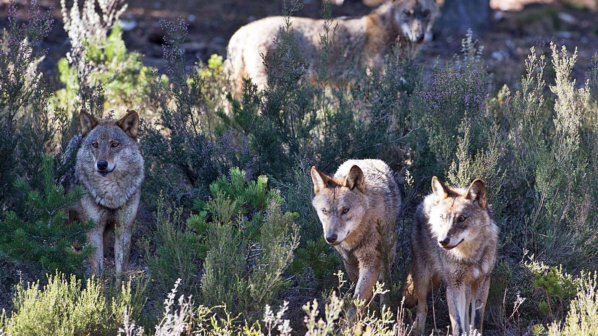 Una manada de lobos. |   // CARLOS CASTRO