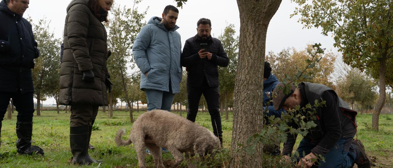 Visita de ingenieros turcos a la plantación de trufa del Vivero Provincial de Zamora