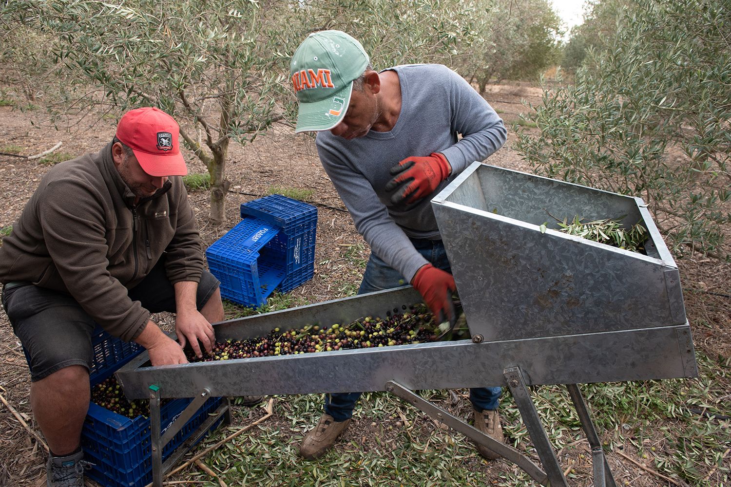 Altea recupera 150 hectáreas de olivos