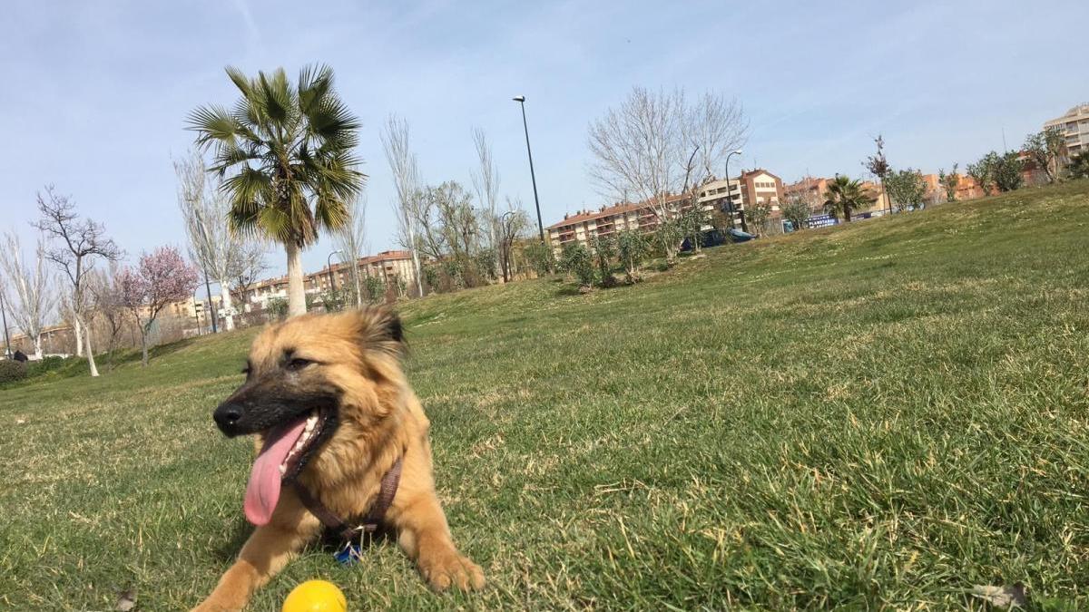 ¡Cuidado, es un bulo! Los perros están a salvo en los parques de Zaragoza