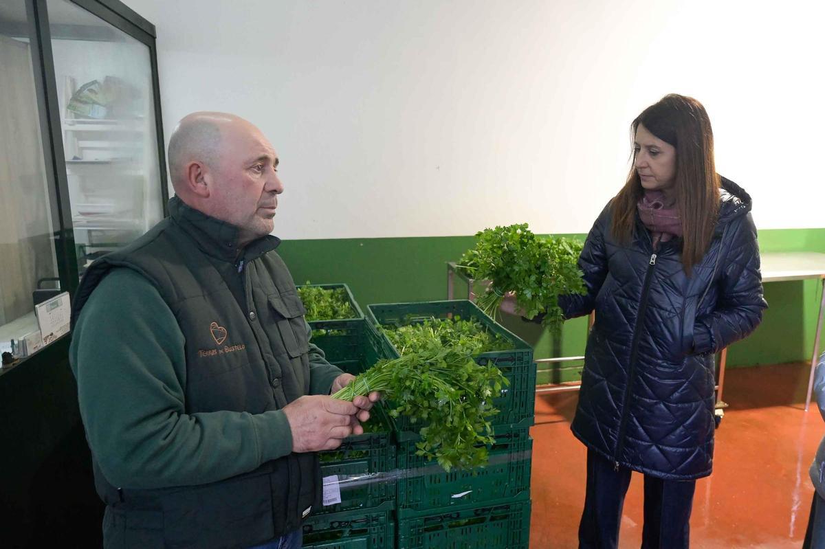 Terras de Bustelo produce en invernadoiro acelga e pirixel.
