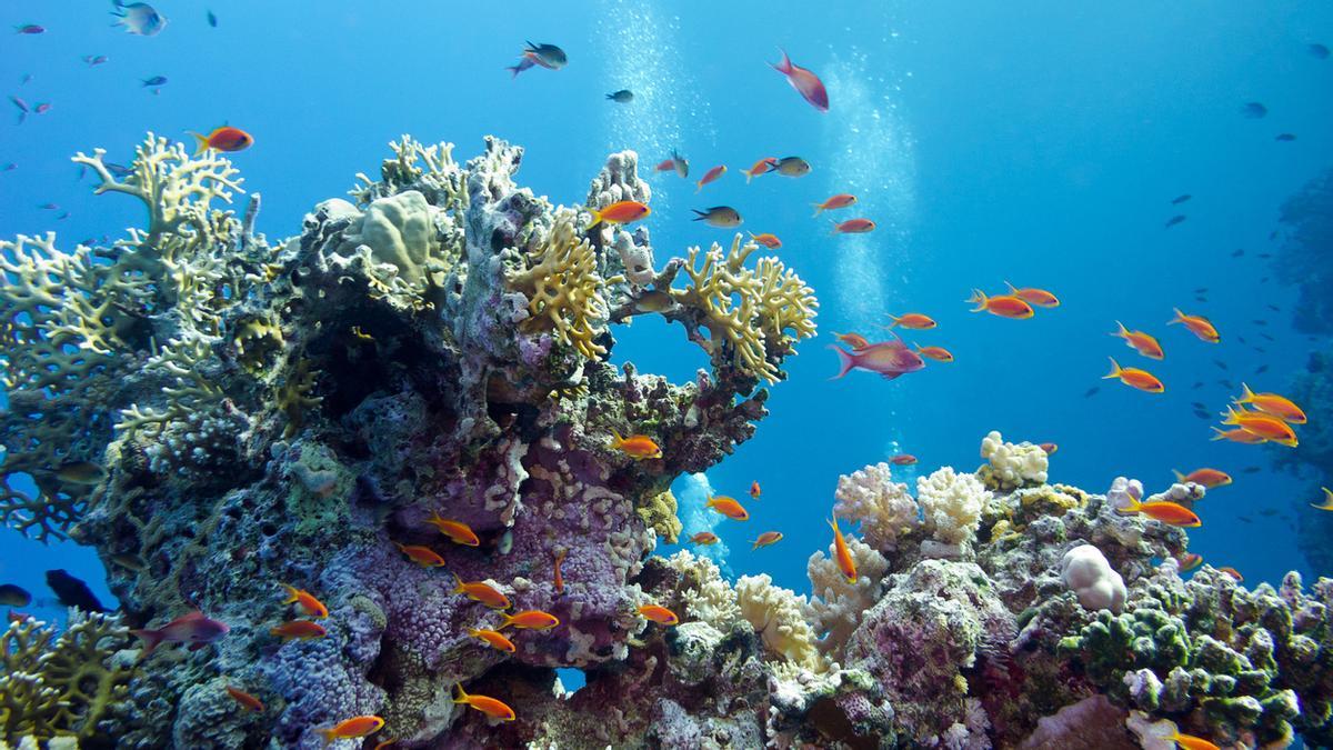 Descubren un ecosistema completamente nuevo bajo el fondo del océano