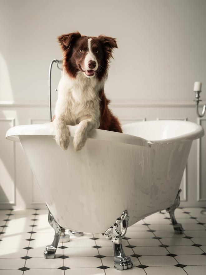 Hay aspectos a tener en cuenta a la hora de bañar a tu perro en invierno.