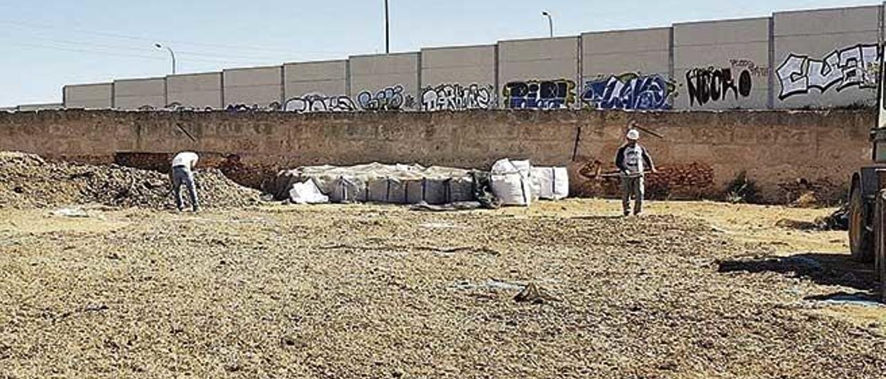 Dos operarios de la empresa constructora extienden las hojas de posidonia para que se sequen.