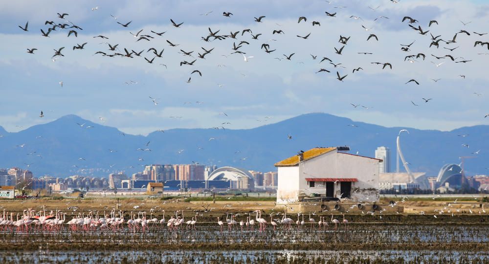 Los flamencos invaden l'Albufera