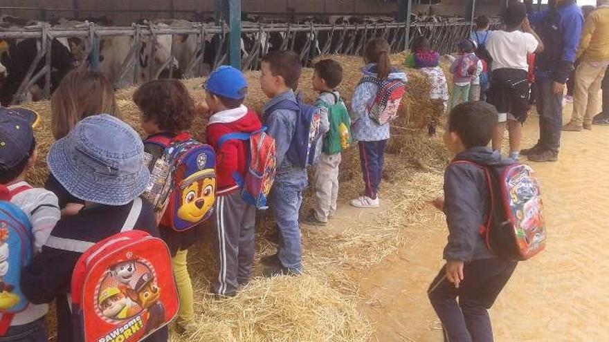 Los niños observan con atención las vacas de la explotación.