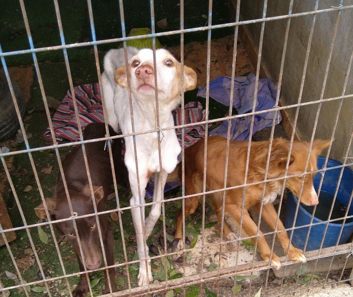 Perros enjaulados que fueron liberados por la Policía y los Bomberos.