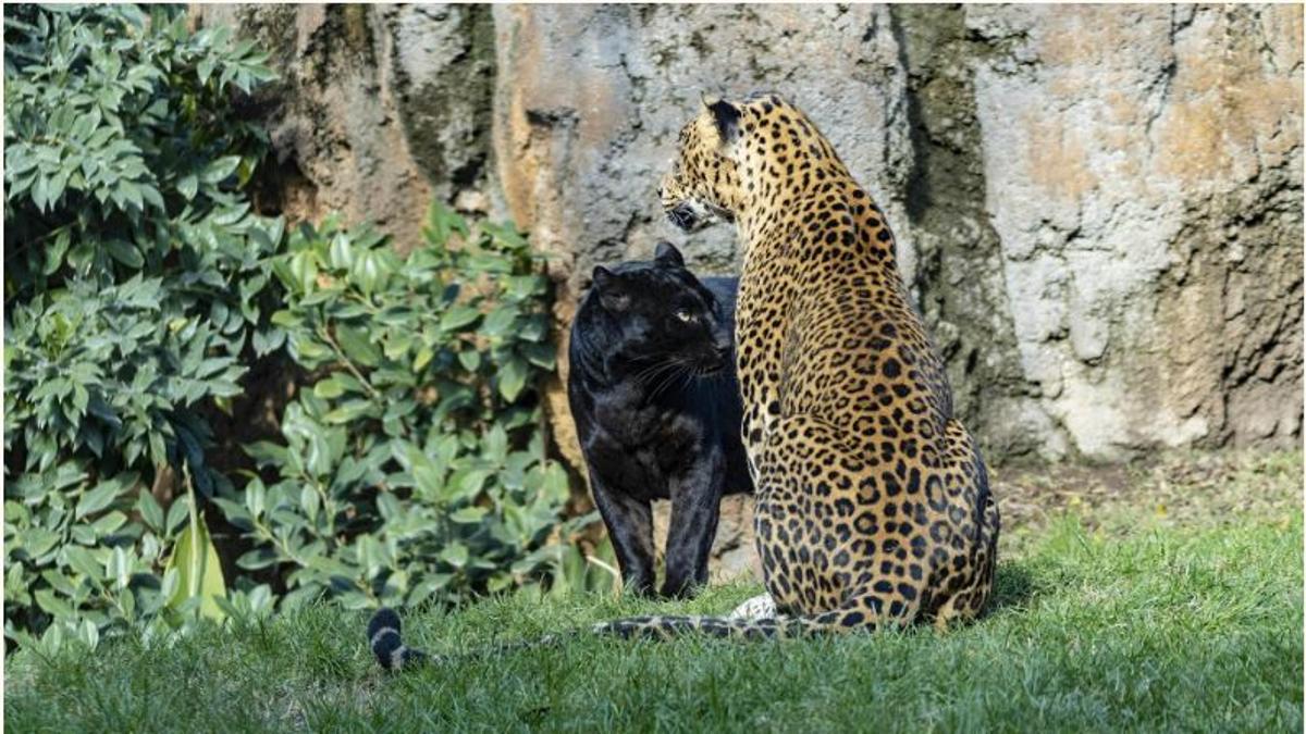 La pantera Mamba en el Bioparc.