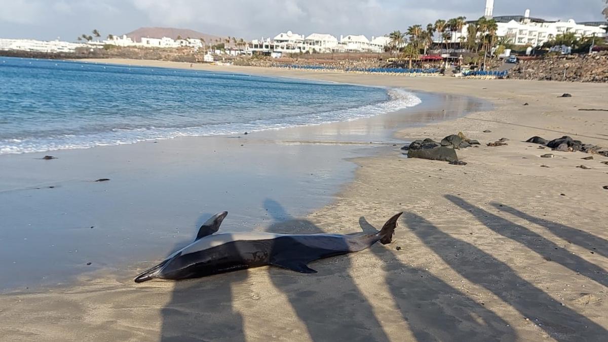 Un cetáceo vara en Playa Dorada, en la localidad turística de Playa Blanca (Lanzarote).