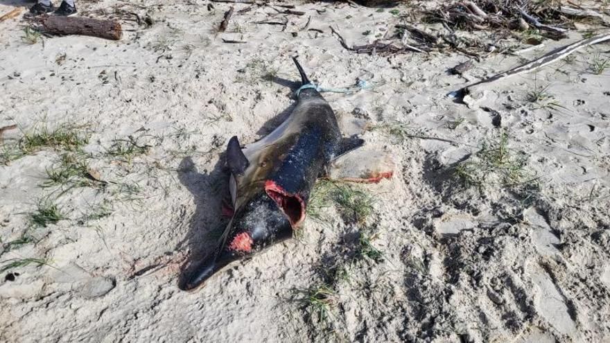 El delfín que apareció muerto este domingo en la playa de Barra en Cangas, Pontevedra.