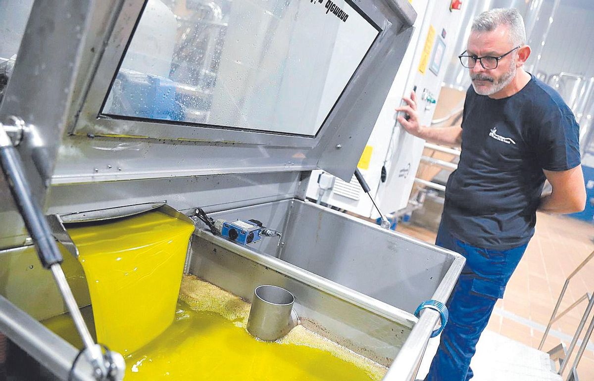 Lipogénesis, cuando el olivo hace su magia
