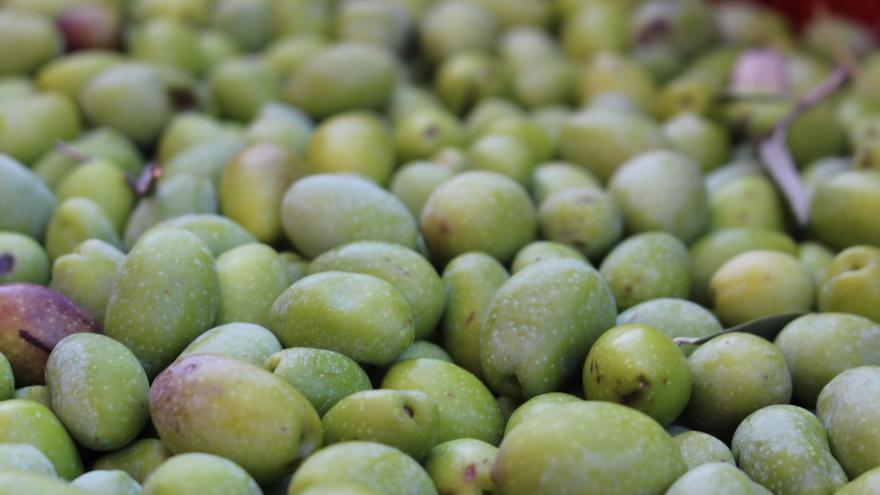 Aceituna, la campeona de la campaña agrícola