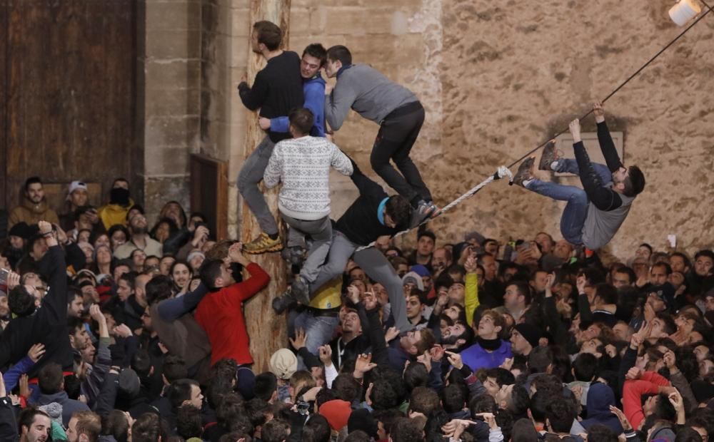 Auch dieser Brauch gehört zu Sant Antoni auf Mallorca: In Pollença wird ein eingeseifter Baumstamm erklommen. Sieger am Dienstag (18.1.) wurde trotz widriger klimatischer Bedingungen Sergi Gómez.