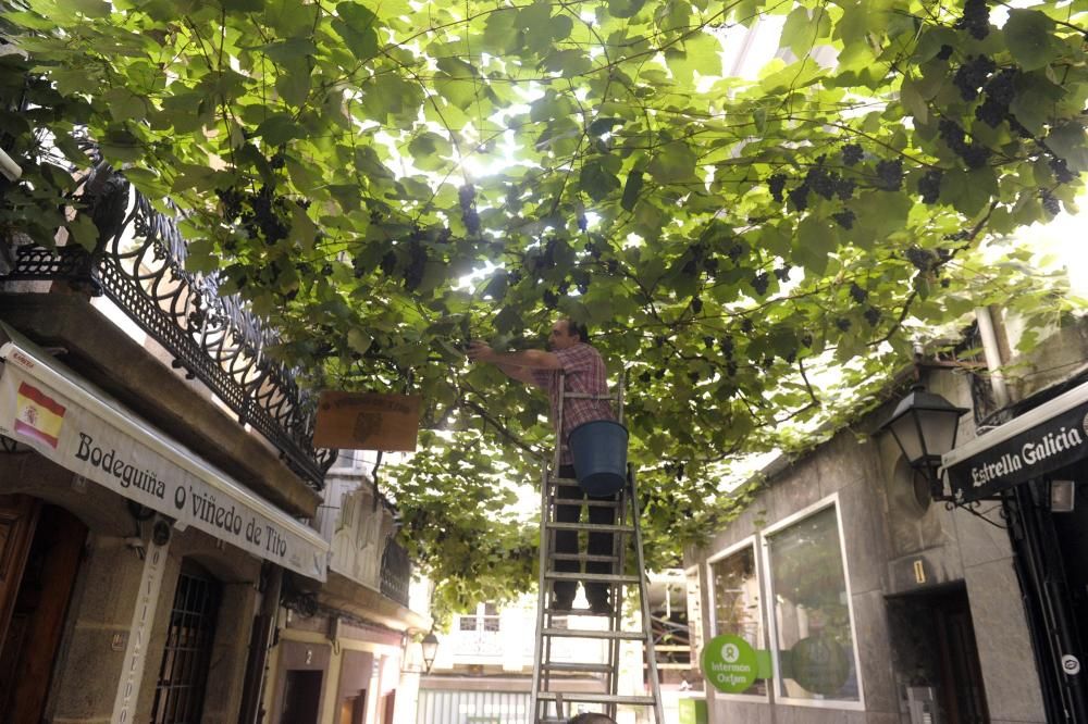 Vendimia en la Estrecha de San Andrés