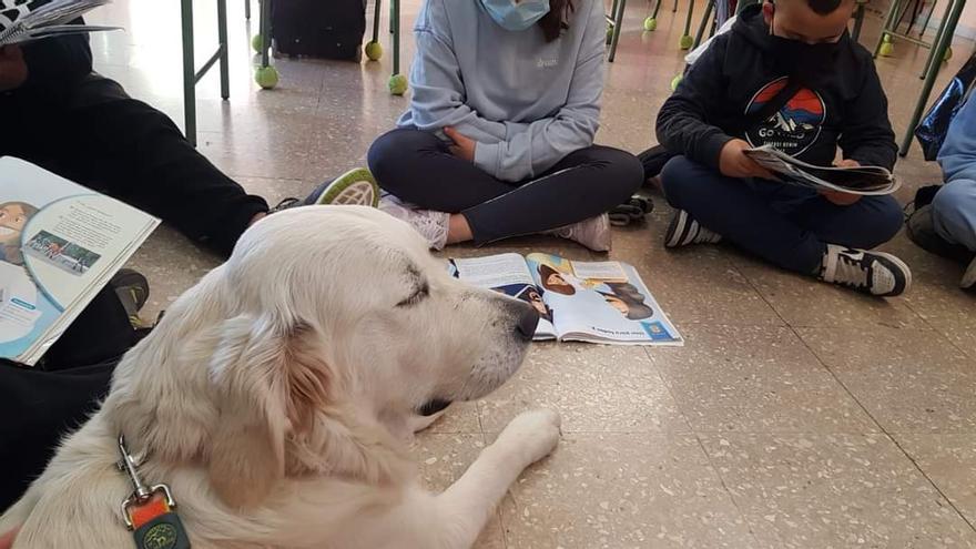 Wanda, perrita de un año del colegio de El Cotayu