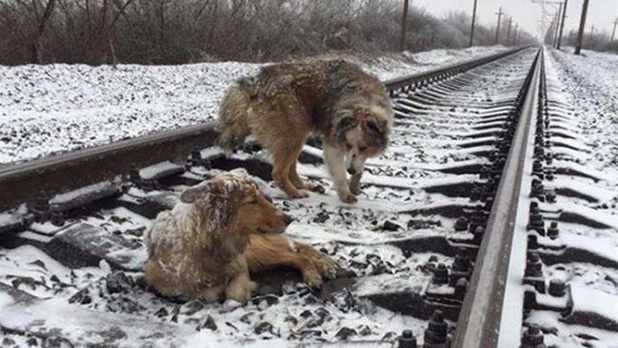 Este perro se niega a abandonar a su compañera herida en las vías del tren