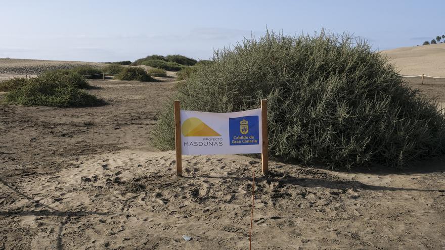 Máxima sanción del Cabildo de Gran Canaria a los responsables de la &#039;búsqueda del tesoro&#039; en las dunas de Maspalomas