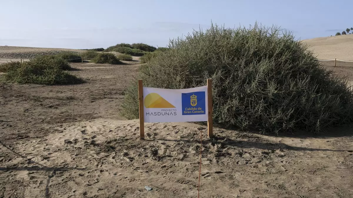 Sanción de 600 euros por el último disparate en las dunas de Maspalomas